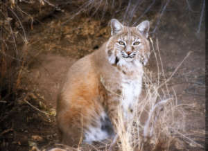 Zoe the Bobcat