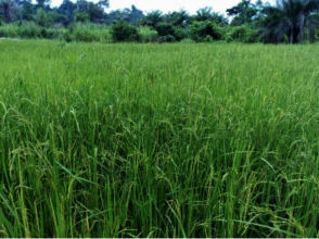 Cultivated rice
