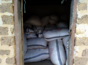 Harvested rice