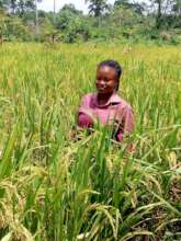 One of cocoa farmers in her rice farm