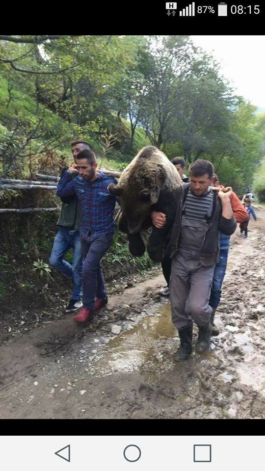 Friendly methods aimed at protecting  brown bear
