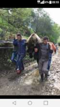Friendly methods aimed at protecting  brown bear