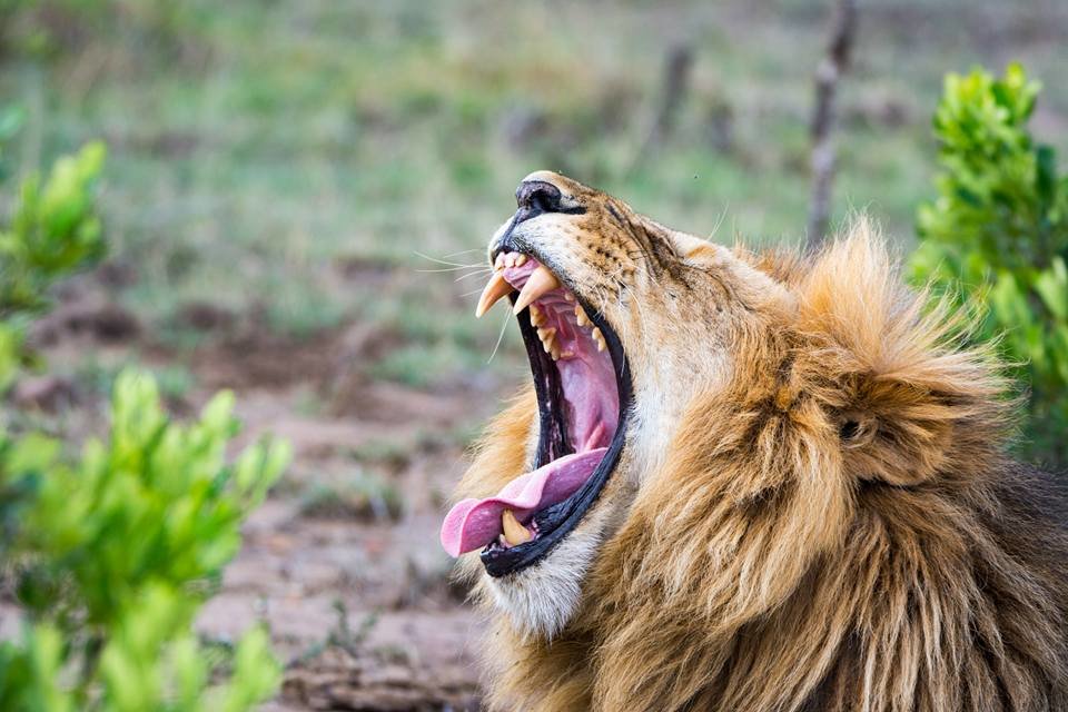 Support Maasai Mara Big Cat Wildlife Research