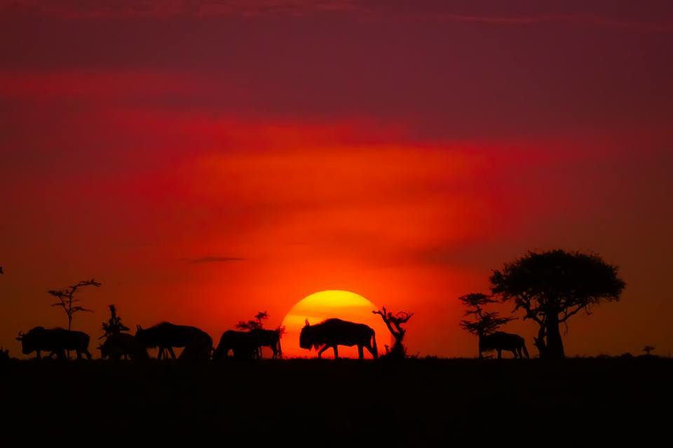 Support Maasai Mara Big Cat Wildlife Research