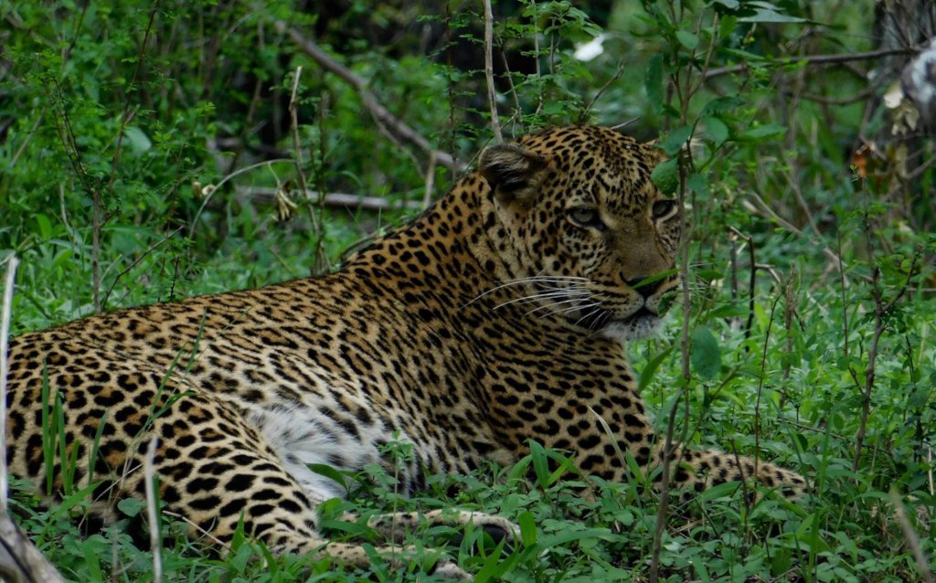 Support Maasai Mara Big Cat Wildlife Research