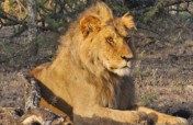 Support Maasai Mara Big Cat Wildlife Research
