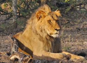 Support Maasai Mara Big Cat Wildlife Research