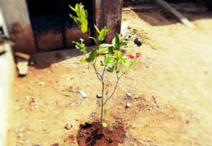 Planting A Tree; Save the Environment & Earth !!