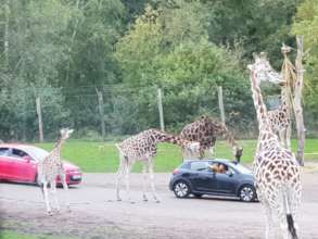 At the Safari Trip