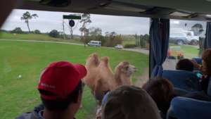 At the Safari Trip in West midland