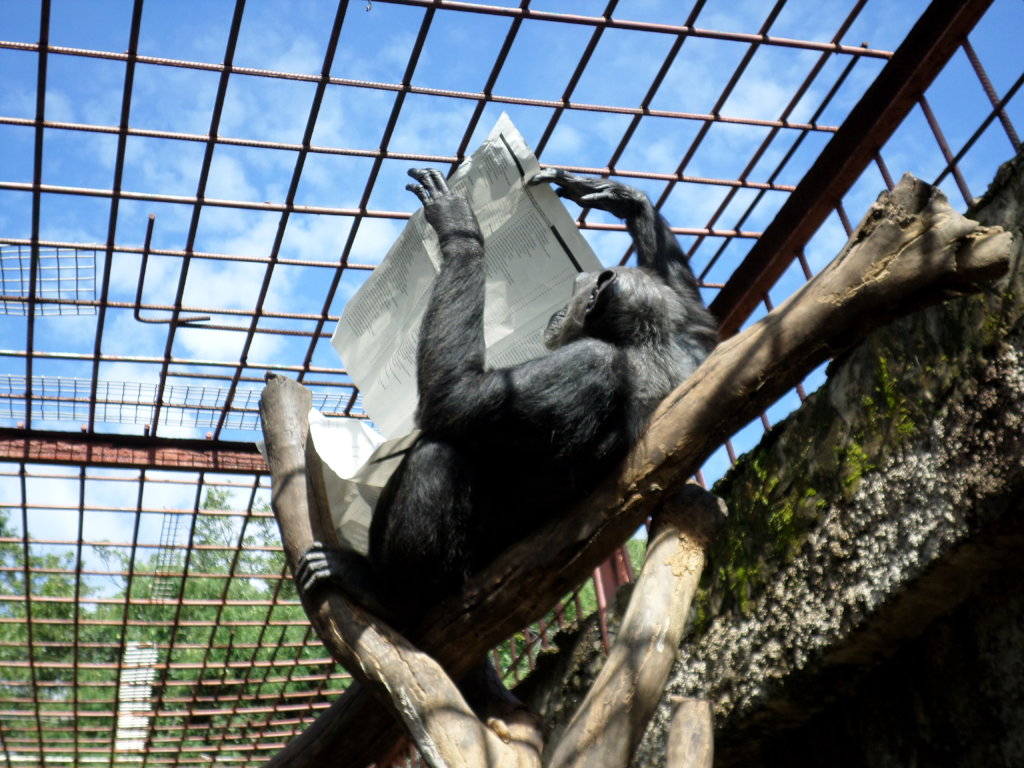 Protecting the Escape Artists at Chimfunshi