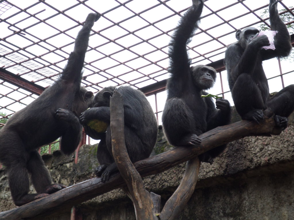 Protecting the Escape Artists at Chimfunshi