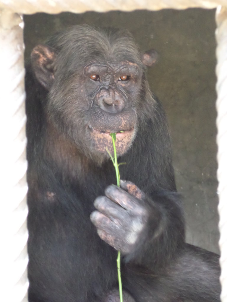Protecting the Escape Artists at Chimfunshi