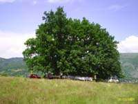 autochthonous oak