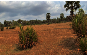 bushes across the field