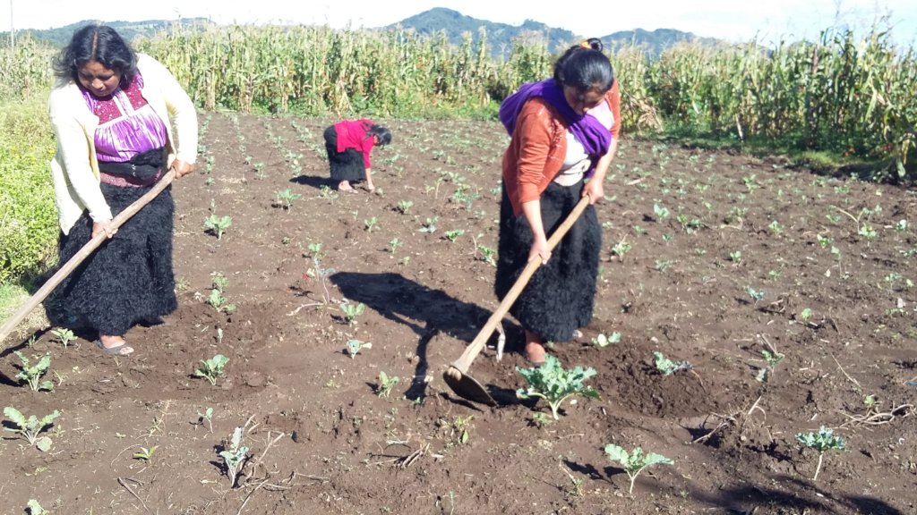APOYO A LA PRODUCCION DE CHAYOTE