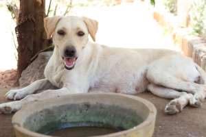 Abandoned pet Helen waiting for her forever home