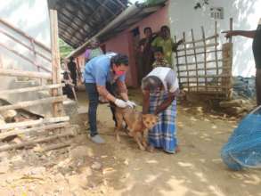 Anti-Rabies Drive on World Rabies Day