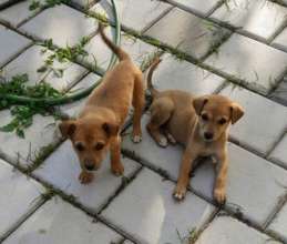 Two rescue pups at their foster home