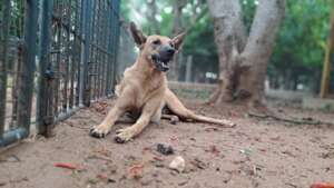 Rescue is my Favorite Breed!