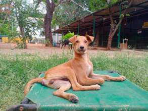 Rescue Pet Jaanu Fully Recovered