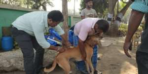 Anti-Rabies Vaccination Drive