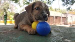 Rescued pup Laila chilling out