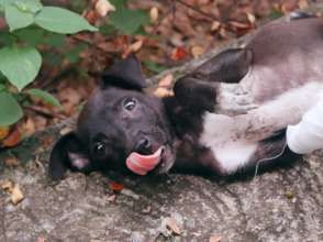 Baby Benny Rescued and Recovered