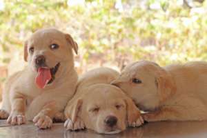 Rescue Pups - Sanju, Manju and Ranju
