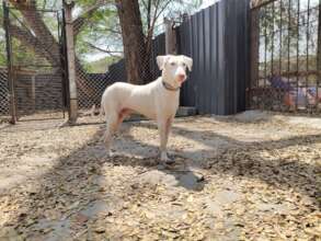 Aladdin - Waiting for his forever home