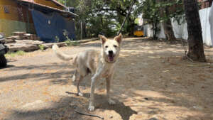Anegan: From hurt to healed