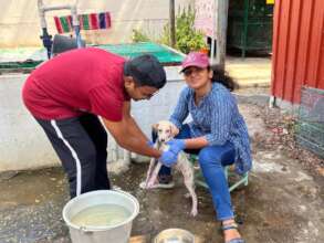 Volunteers bathing a rescue pet