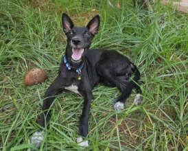 Beetle is ready for her forever home!