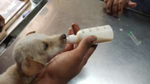 Orphaned Pup being bottle-fed