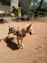 Buddy enjoying his mobility on Walkin' Wheels