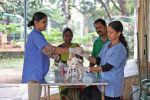 Puppy getting treatment at the clinic