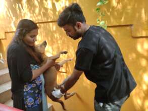 Rabies Vaccination Drive in Progress