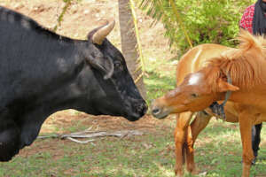 Lakshmi and Veeru Bonding