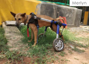 Merlyn on her walkin' wheels