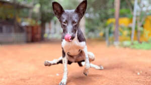 Milo - From Hurt to Healed