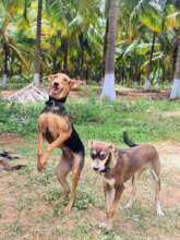 Manju and Sanju Adopted to a Farm in Pollachi