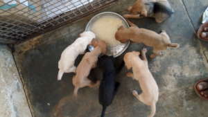 Puppies enjoying their mid-day meal