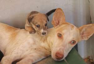 Rescue Dog Mochi with her Pup