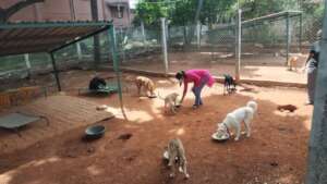 Rescued In-patient Pets At Lunch