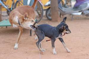 Rescue Pups Edgar and Marvin having Fun