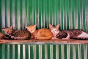 Felines at the sanctuary bonding together