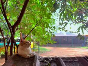 Surya - one of our permanent residents