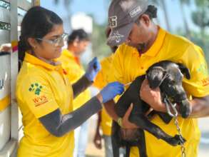 Pup Getting Vaccinated at the Campaign