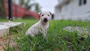 Melody waiting for her forever home