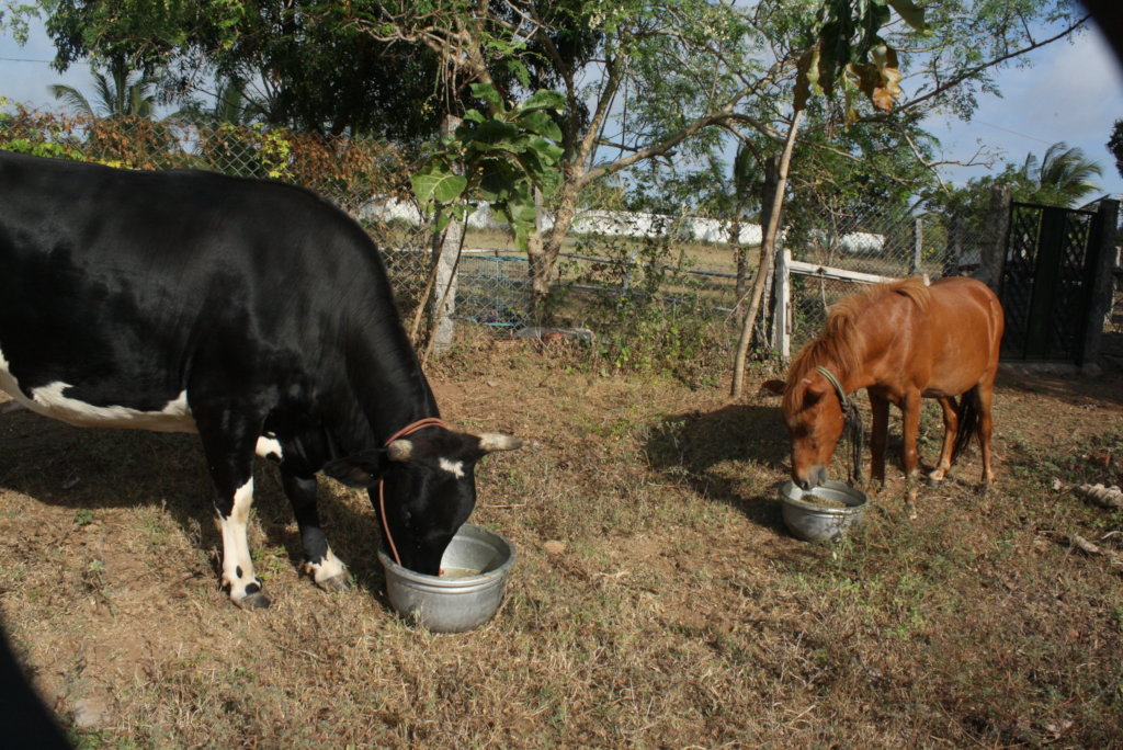 Give second chance for 100 rescue animals in India